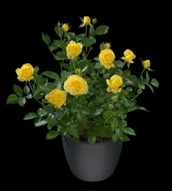 Rose_Plant_(Hybrid,_Pack_of_1)