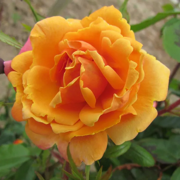 Rose_Plant_(Hybrid,_Pack_of_1)
