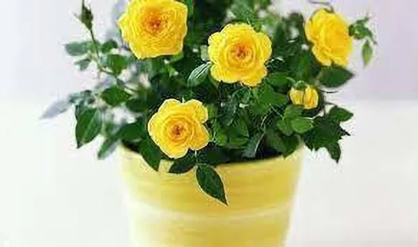 Rose_Plant_(Hybrid,_Pack_of_1)