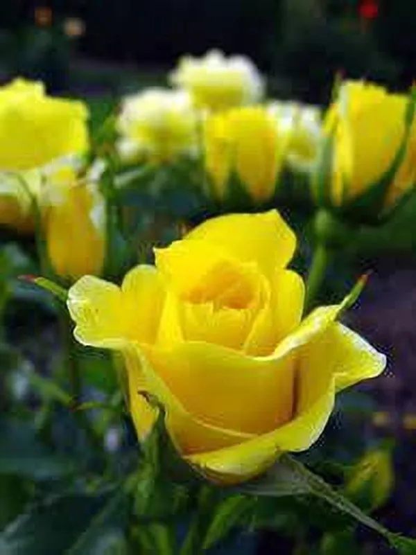 Rose_Plant_(Hybrid,_Pack_of_1)