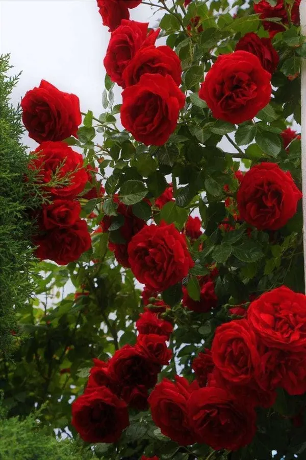 Rose_Plant_(Hybrid,_Pack_of_1)