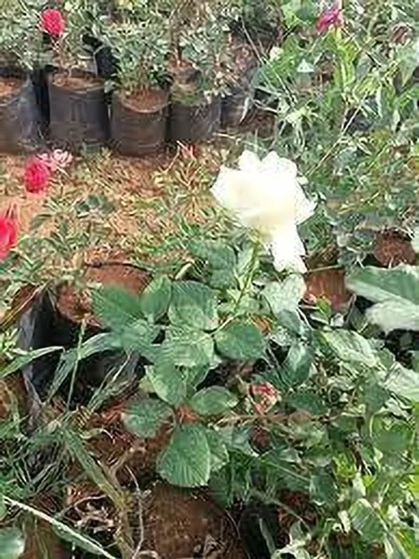 Rose_Plant_(Hybrid,_Pack_of_1)