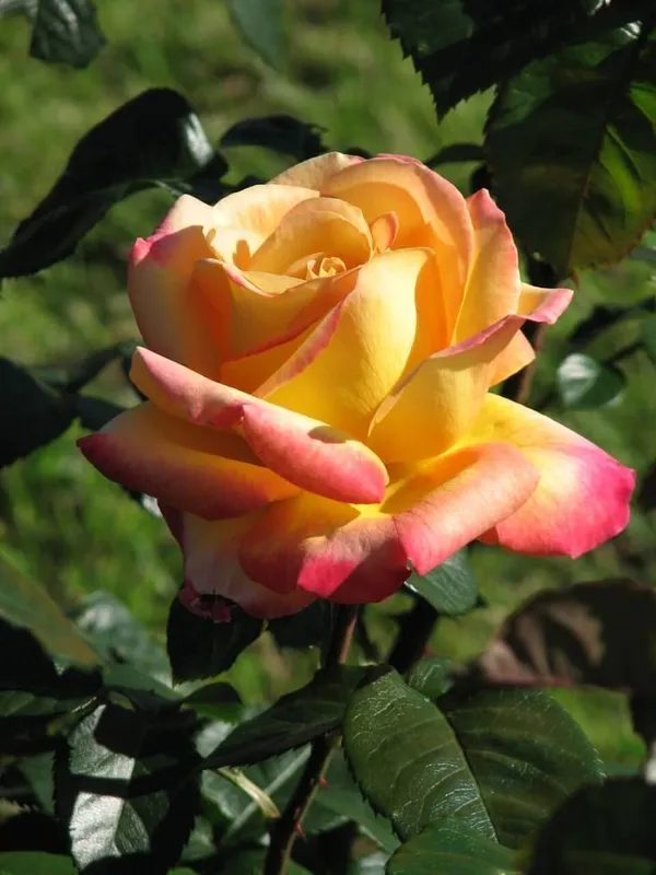 Rose_Plant_(Hybrid,_Pack_of_1)