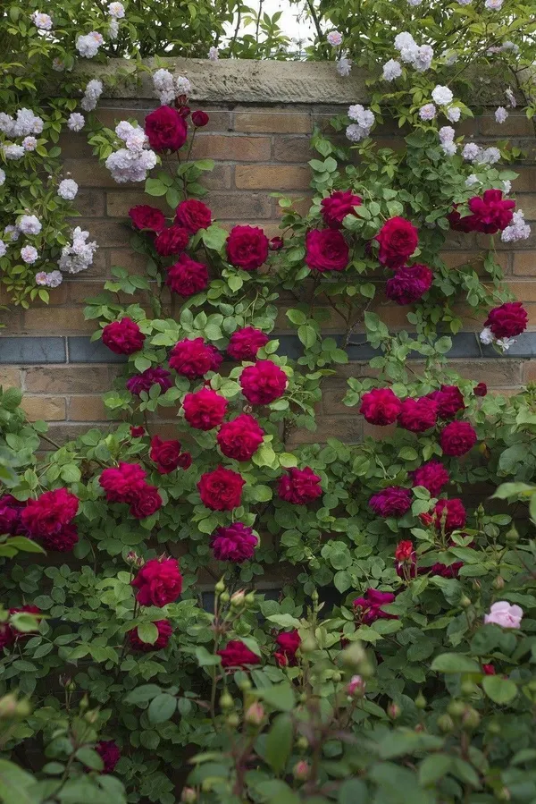 Rose_Plant_(Hybrid,_Pack_of_1)