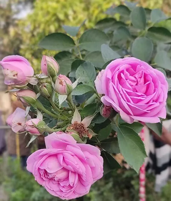 Rose_Plant_(Hybrid,_Pack_of_1)