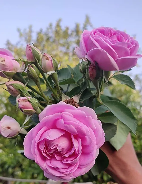 Rose_Plant_(Hybrid,_Pack_of_1)