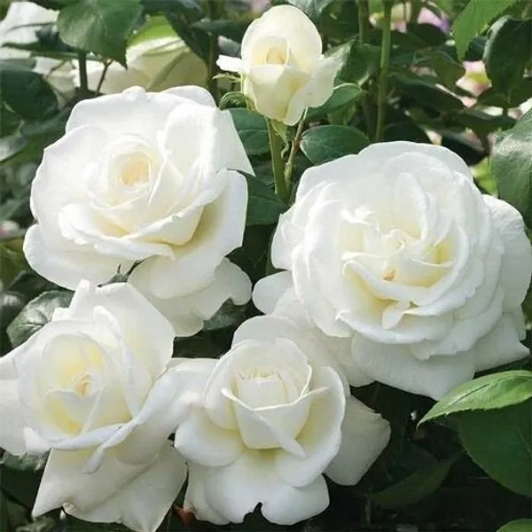 Rose_Plant_(Hybrid,_Pack_of_1)
