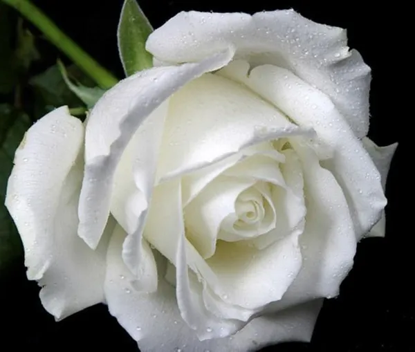 Rose_Plant_(Hybrid,_Pack_of_1)