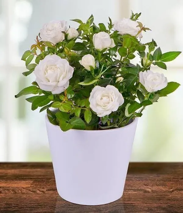 Rose_Plant_(Hybrid,_Pack_of_1)