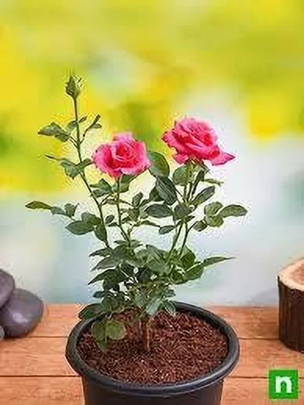 Rose_Plant_(Hybrid,_Pack_of_1)