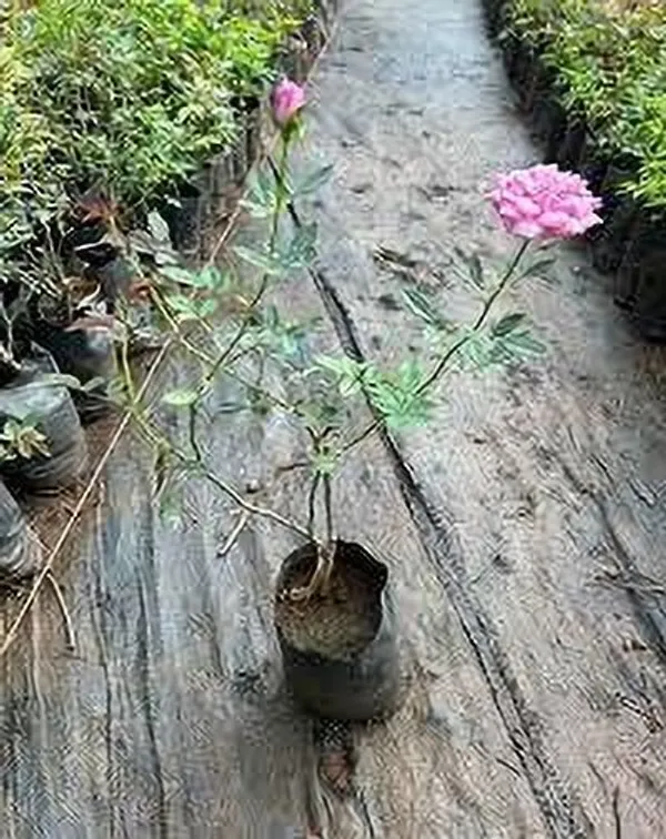 Rose_Plant_(Hybrid,_Pack_of_1)