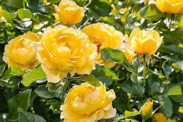 Rose_Plant_(Hybrid,_Pack_of_1)