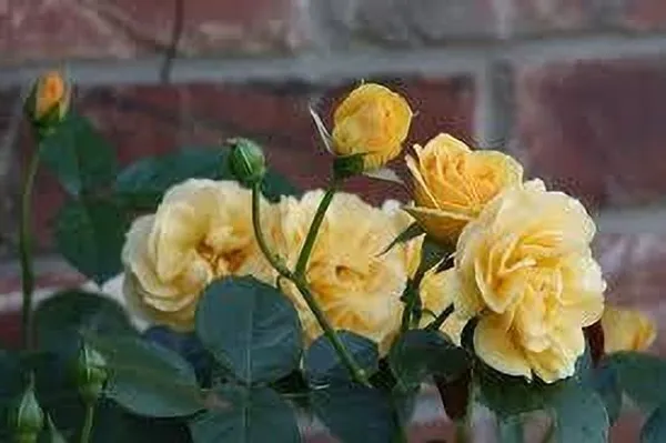 Rose_Plant_(Hybrid,_Pack_of_1)