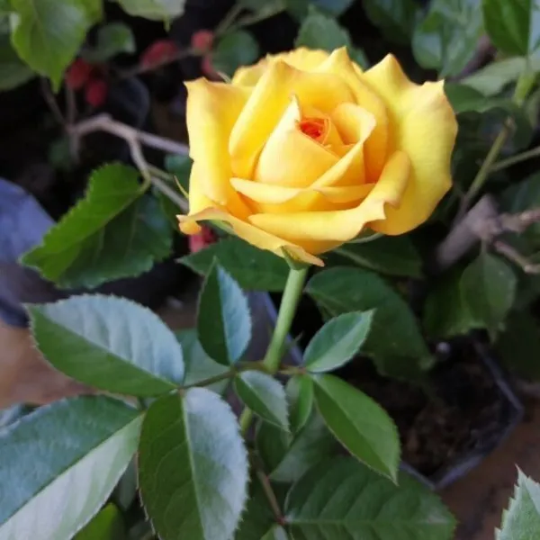 Rose_Plant_(Hybrid,_Pack_of_1)