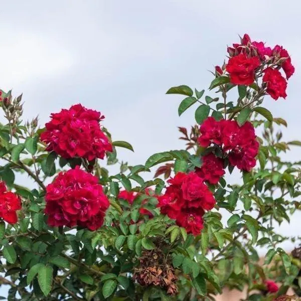 Rose_Plant_(Hybrid,_Pack_of_1)