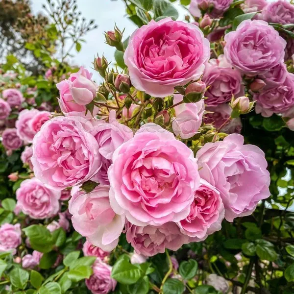 Rose_Plant_(Hybrid,_Pack_of_1)