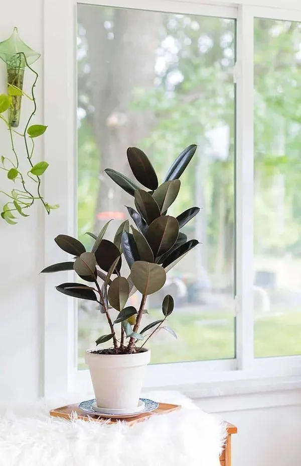 Rubber_Tree_(Hybrid,_Pack_of_1)