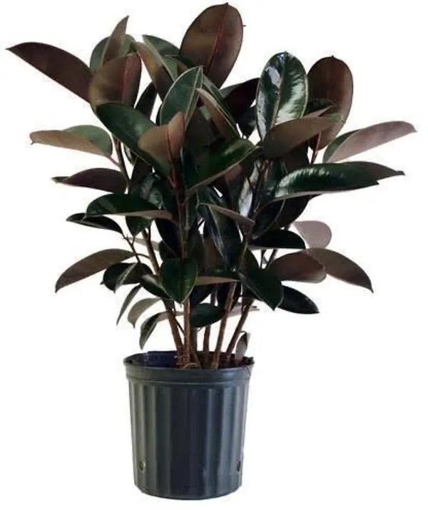 Rubber_Bush_Plant_(Hybrid,_Pack_of_1)
