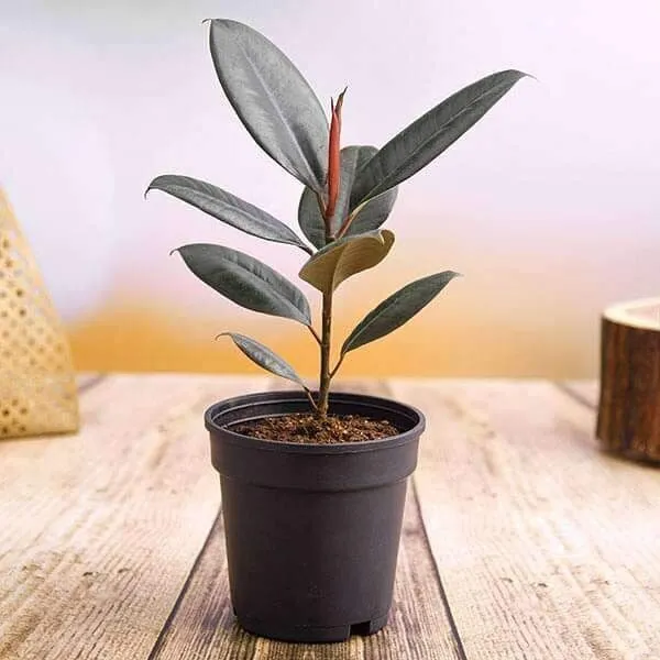 Rubber_Tree_(Hybrid,_Pack_of_1)