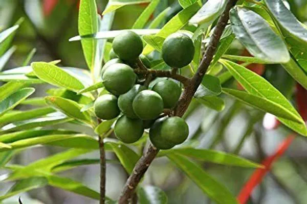 Rudraksha_Plant_(Hybrid,_Pack_of_1)