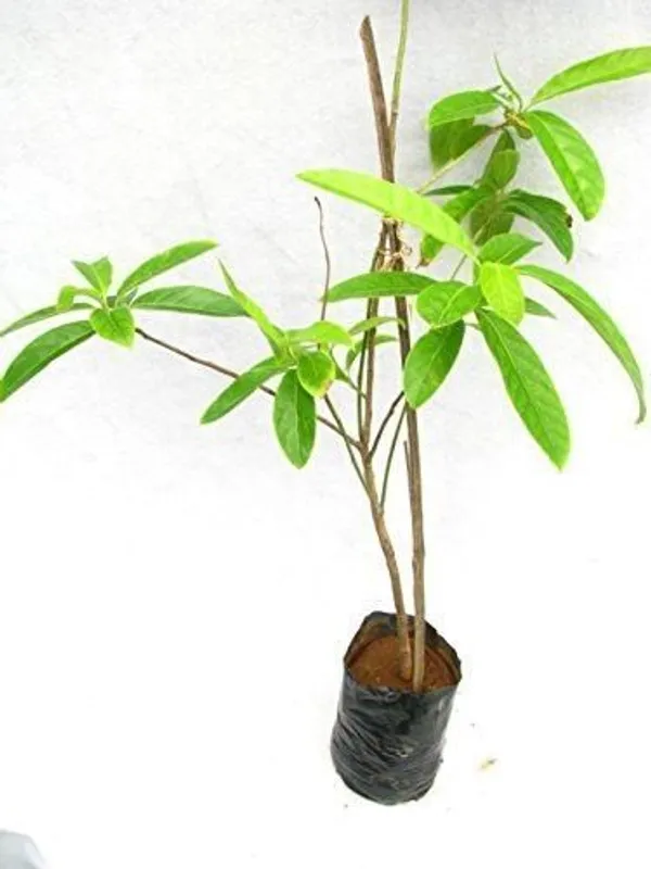 Rudraksha_Plant_(Hybrid,_Pack_of_1)