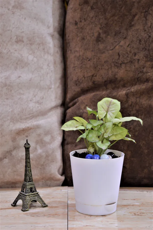 Syngonium_Plant_(Hybrid,_Pack_of_1)