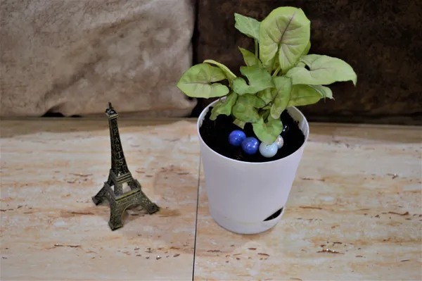 Syngonium_Plant_(Hybrid,_Pack_of_1)