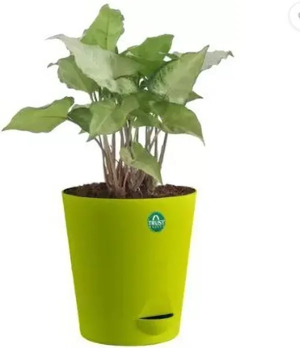 Syngonium_Plant_(Hybrid,_Pack_of_1)