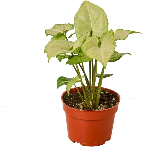 Syngonium_Plant_(Hybrid,_Pack_of_1)