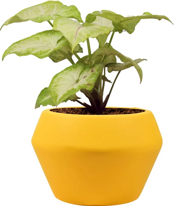 Syngonium_Plant_(Hybrid,_Pack_of_1)
