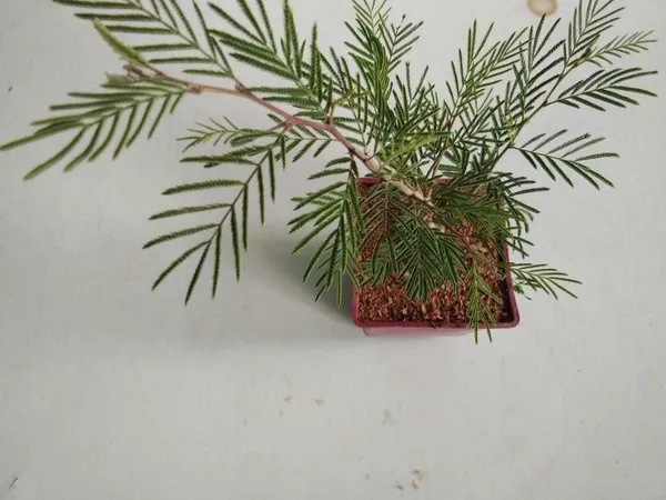Shami/Jand_Plant_(Hybrid,_Pack_of_1)