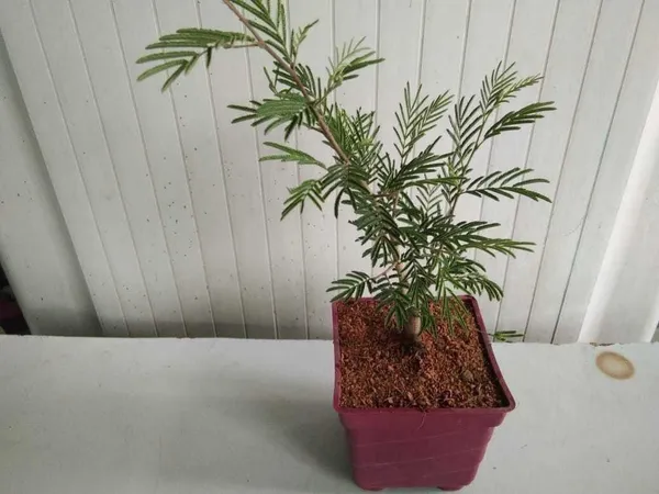 Shami/Jand_Plant_(Hybrid,_Pack_of_1)