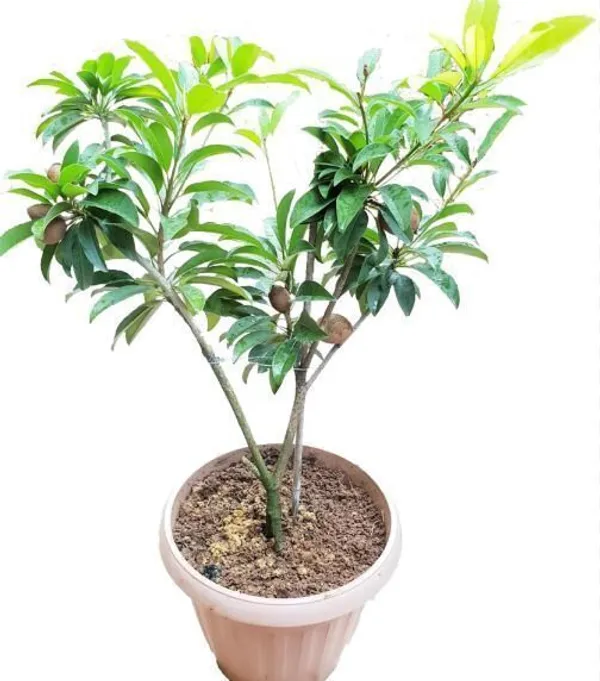 Chiku_Plant_(Hybrid,_Pack_of_1)