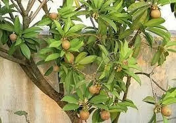 Chiku_Plant_(Hybrid,_Pack_of_1)