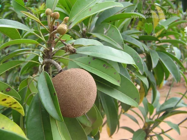 Chiku_Plant_(Hybrid,_Pack_of_1)
