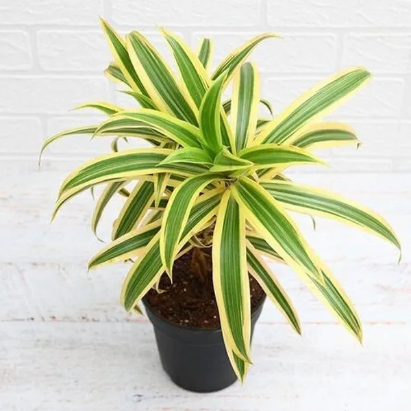 Song_Of_India_Plant_(Hybrid,_Pack_of_1)