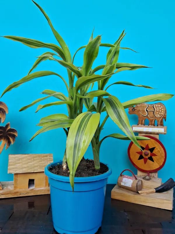 Dracaena_Plant_(Hybrid,_Pack_of_1)
