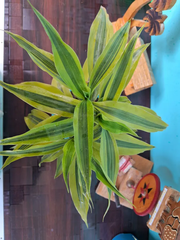 Dracaena_Plant_(Hybrid,_Pack_of_1)