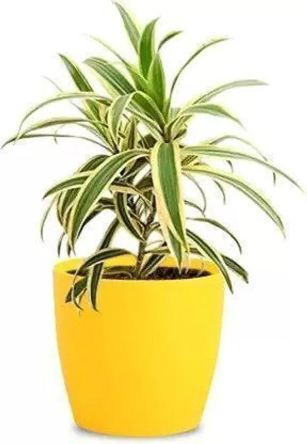 Dracaena_Plant_(Hybrid,_Pack_of_1)