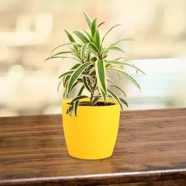 Dracaena_Plant_(Hybrid,_Pack_of_1)