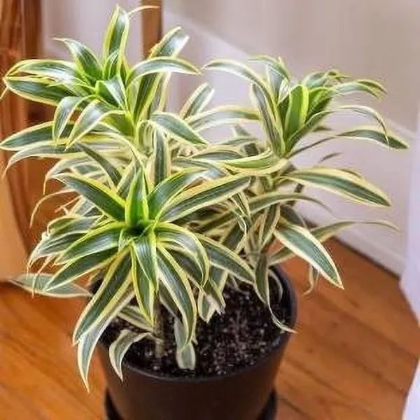 Song_Of_India_Plant_(Hybrid,_Pack_of_1)