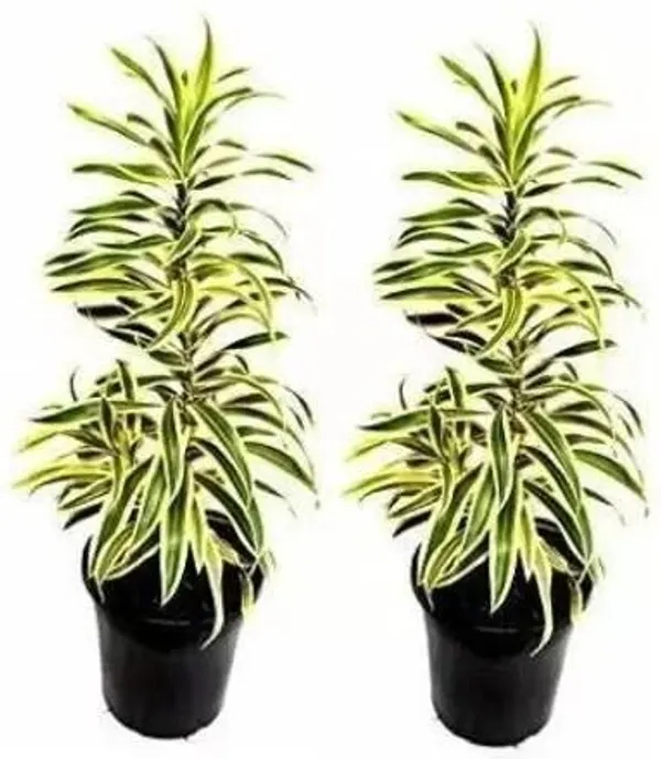 Song_Of_India_Plant_(Hybrid,_Pack_of_1)