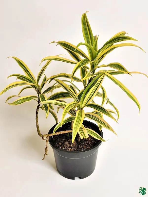 Song_Of_India_Plant_(Hybrid,_Pack_of_1)