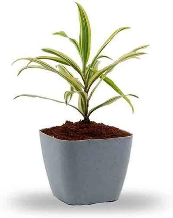 Song_Of_India_Plant_(Hybrid,_Pack_of_1)