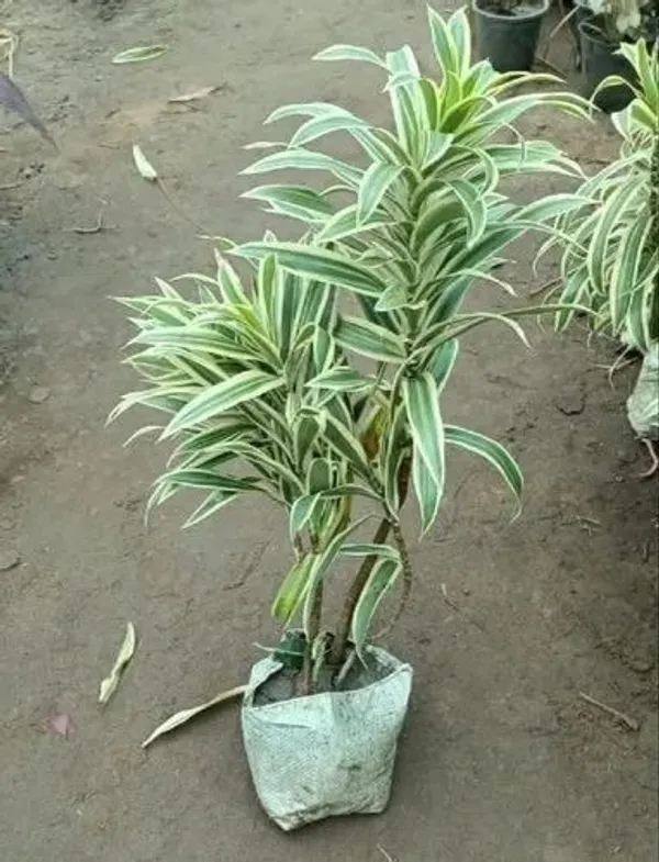 Song_Of_India_Plant_(Hybrid,_Pack_of_1)
