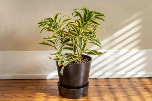 Song_Of_India_Plant_(Hybrid,_Pack_of_1)