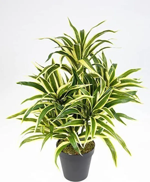 Song_Of_India_Plant_(Hybrid,_Pack_of_1)