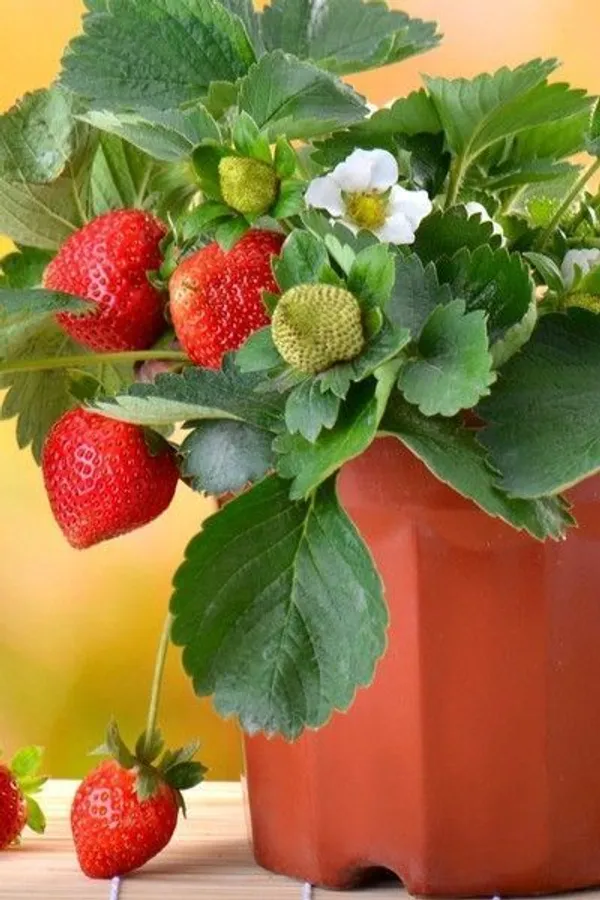 Strawberry_Plant_(Hybrid,_Pack_of_1)