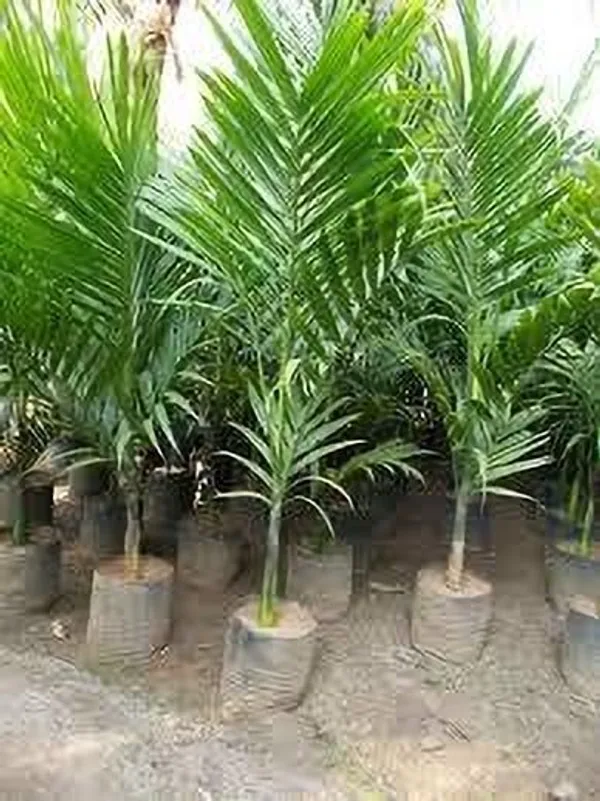 Betel_Nut/Supari_Plant_(Hybrid,_Pack_of_1)