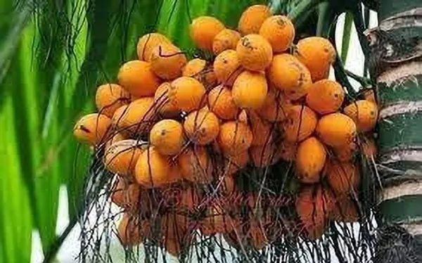 Betel_Nut/Supari_Plant_(Hybrid,_Pack_of_1)